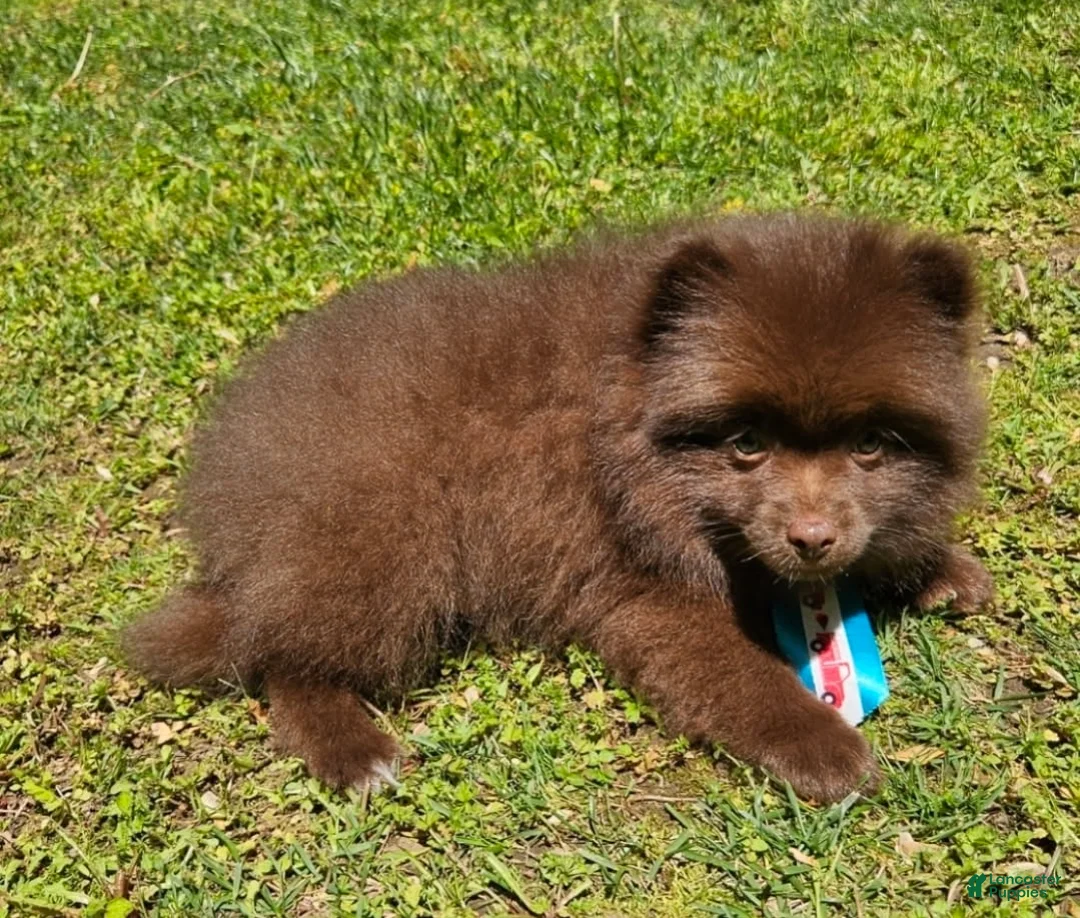 Pomeranian dogs for sale: Pomeranian Male 1 - Ad 1