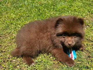 Pomeranian dogs for sale: Pomeranian Male 1 - Ad 1