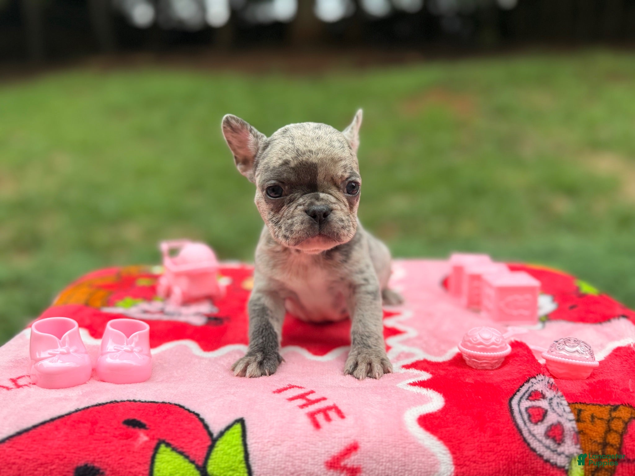 French Bulldog dogs French Bulldog 2 - Ad 6
