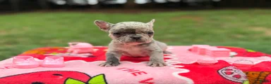 French Bulldog 2