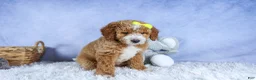 Mini Goldendoodle dogs for sale: 🐾 Meet Nova – F2B Mini Goldendoodle Puppy 🐾 - Ad 13