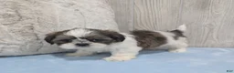 Shih Tzu dogs for sale: Chase - Ad 5