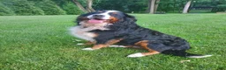 Bernese Mountain Dog dogs for sale: Freddy - Ad 2