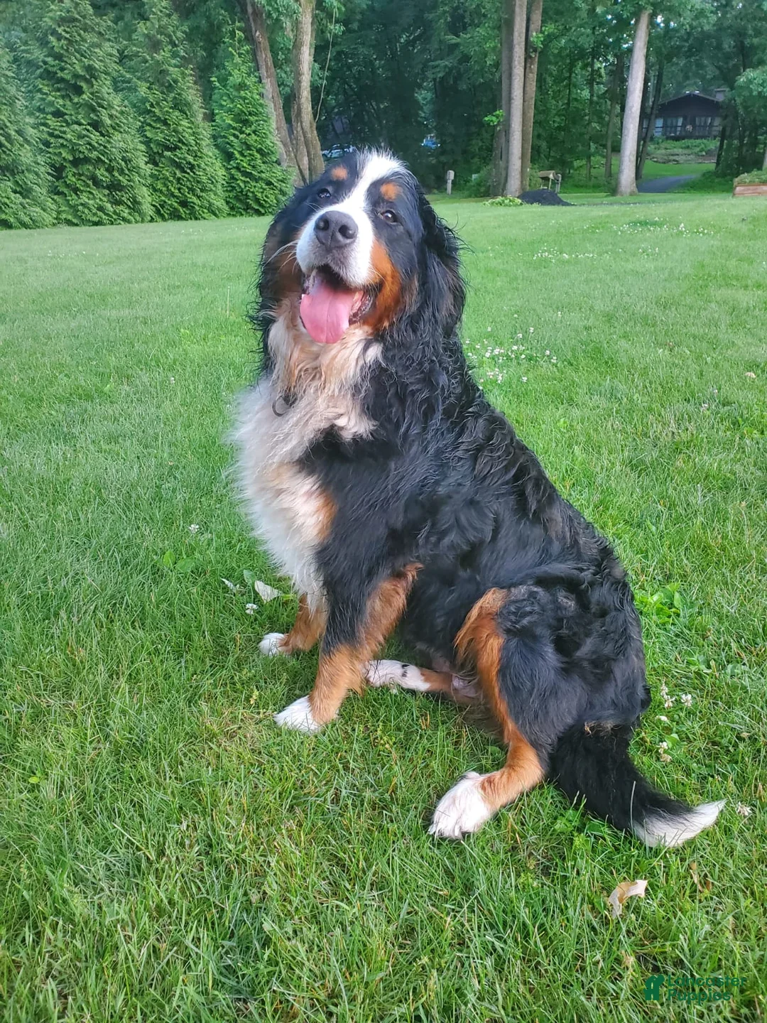 Bernese Mountain Dog dogs for sale: Freddy - Ad 2