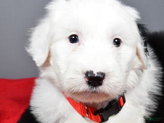 Old English Sheepdog dogs Ellie - Ad 6