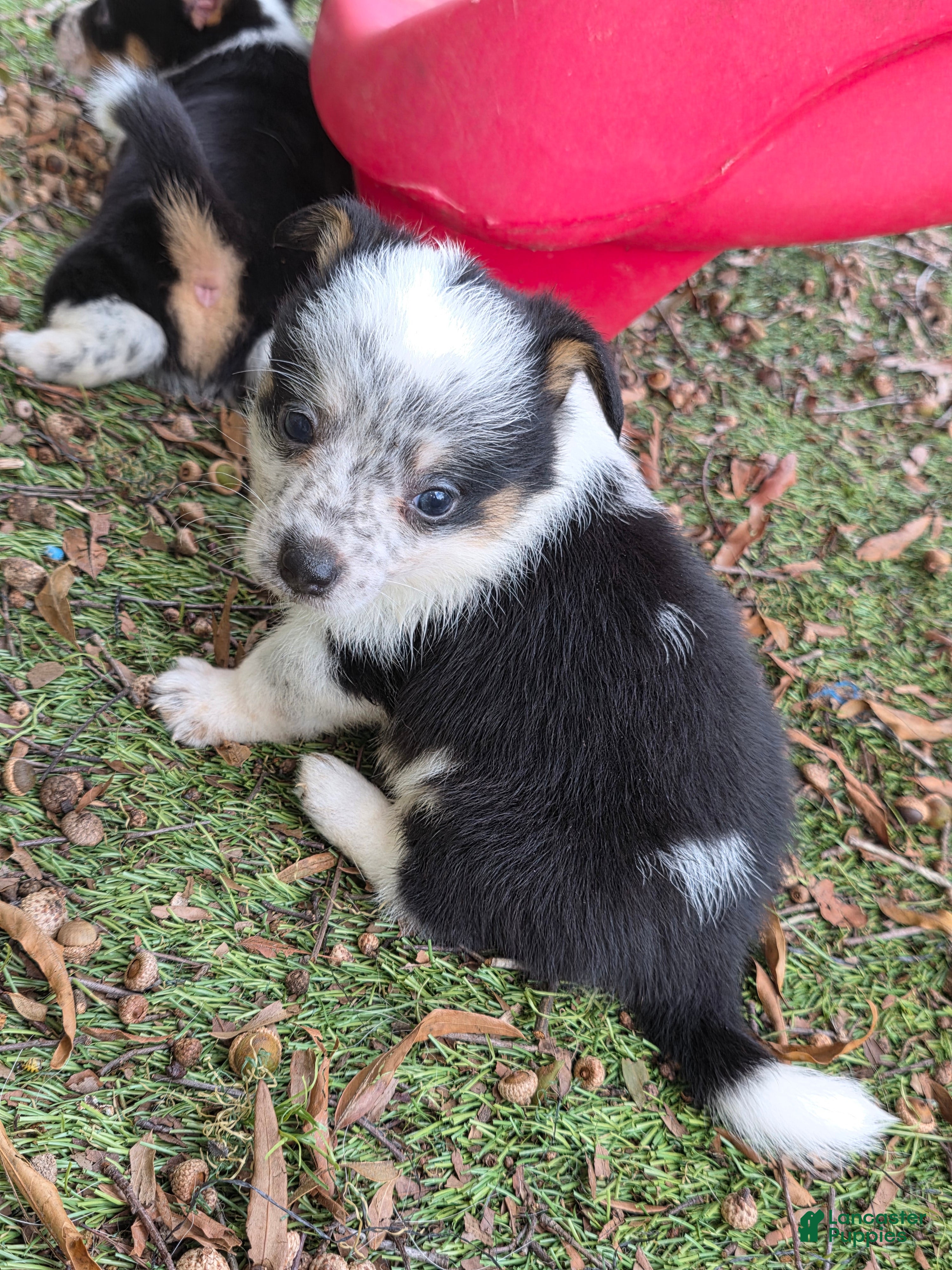 Mixed Breed dogs for sale: Queenie (mini cowboy corgi) - Ad 4