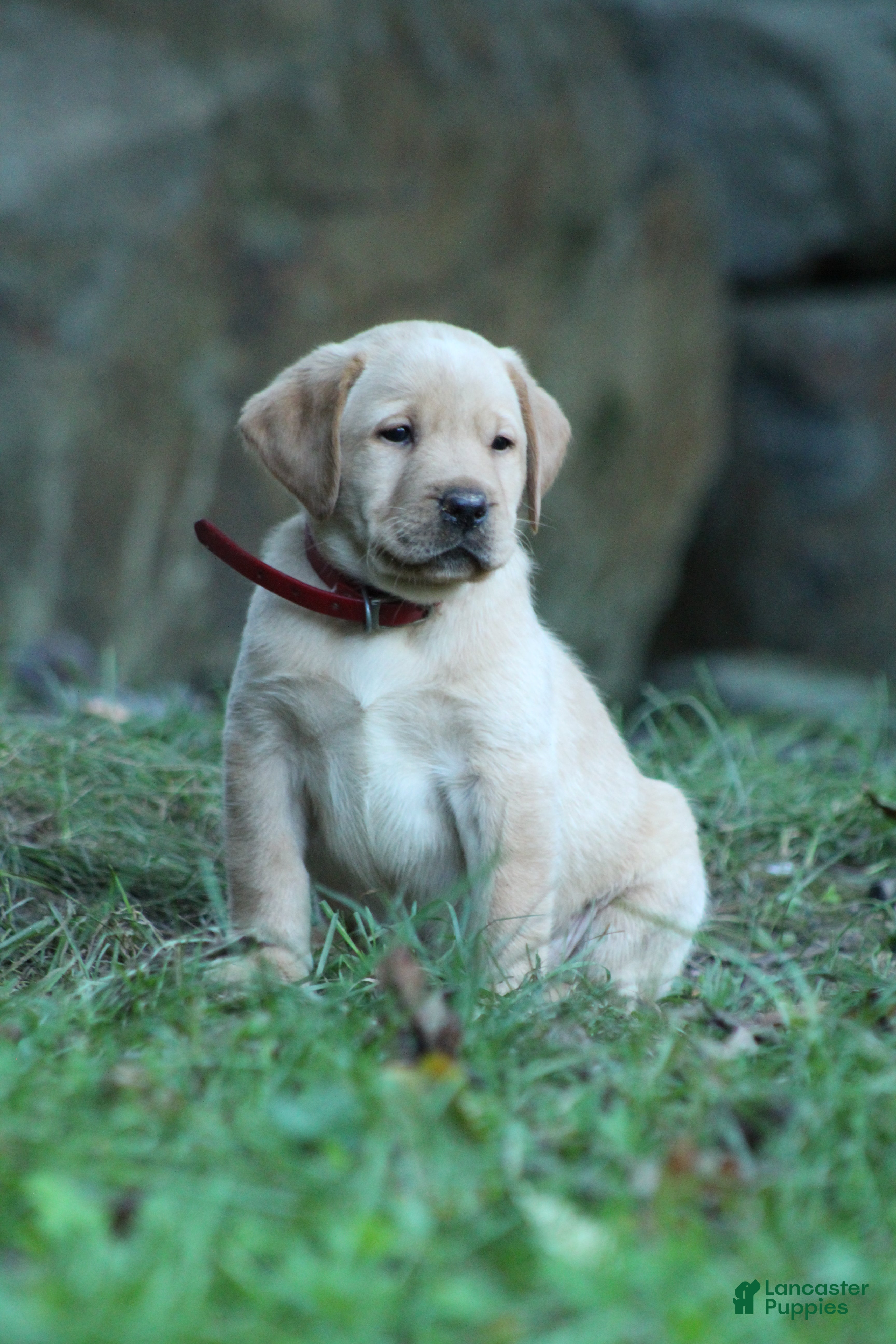 Labrador Retriever dogs Reese  - Ad 1