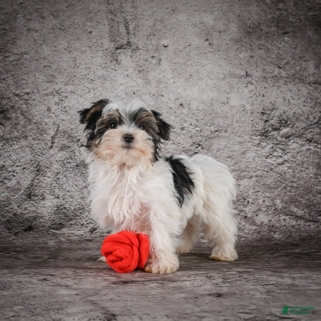 Morkie dogs for sale: Marlow - Ad 7