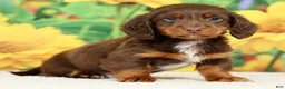 Miniature Dachshund dogs for sale: Lennon - Ad 2