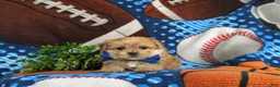 Morkie dogs for sale: Beau 7 lbs Full Grown - Ad 5
