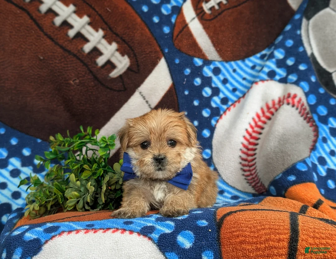 Morkie dogs for sale: Beau 7 lbs Full Grown - Ad 5