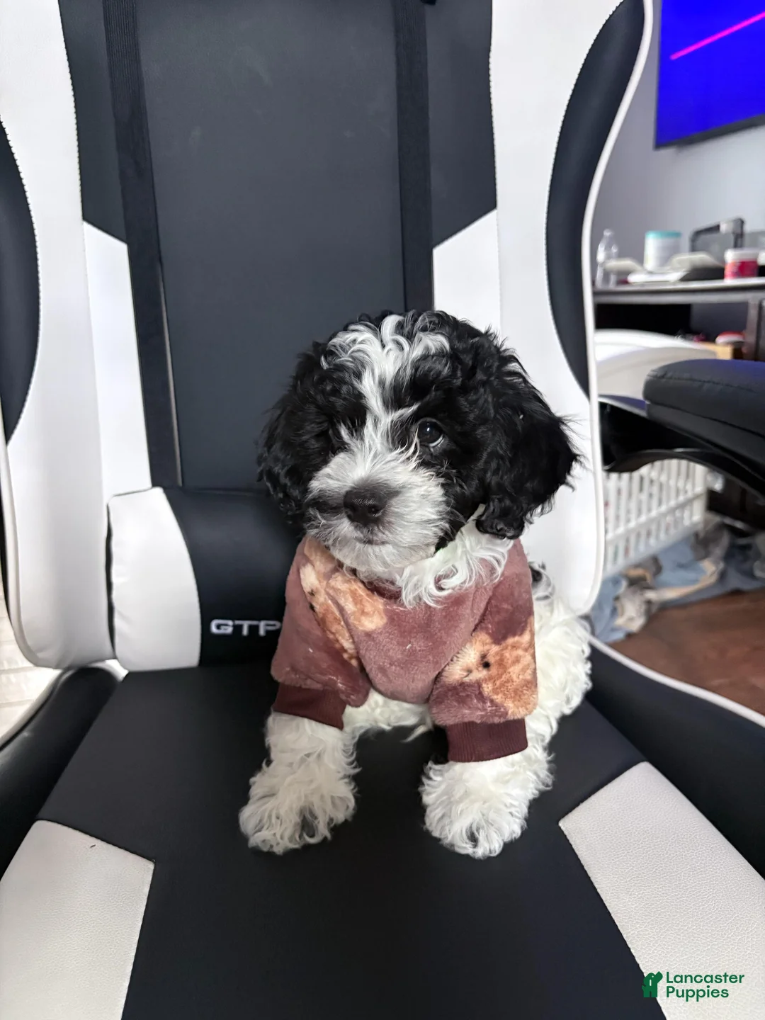 Mixed Breed dogs for sale: Pepper  - Ad 1