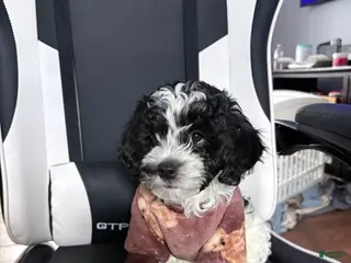 Mixed Breed dogs for sale: Pepper - Ad 1