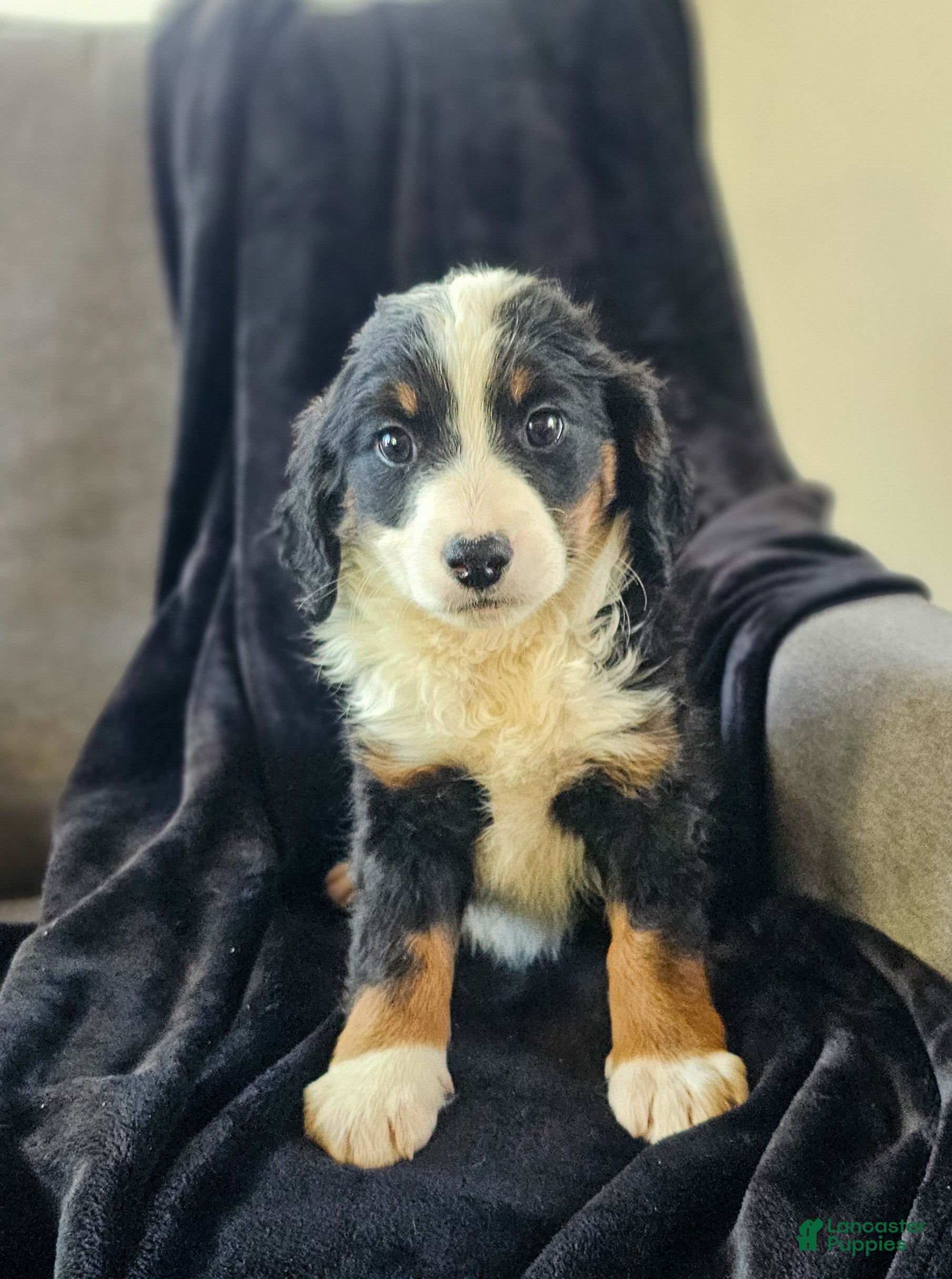 Mini Bernedoodle dogs Ivy - Ad 41