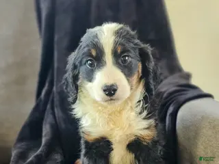 Mini Bernedoodle dogs Ivy - Ad 41