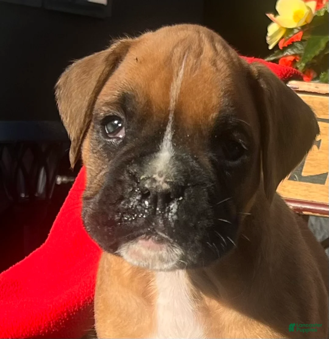 Boxer dogs for sale: Ace❤️🐾Akc Registered❤️Hip Cert🐾❤️Text 717-826-1899  - Ad 2