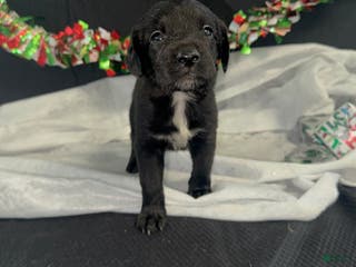 Mixed Breed dogs Ari - Ad 31