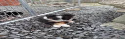 Border Collie dogs for sale: LEA - Ad 4