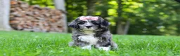 Bernedoodle dogs for sale: Willow - Ad 3