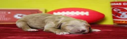 Goldendoodle dogs for sale: Blaze  - Ad 7