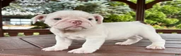 English Bulldog dogs for sale: Olaf - Ad 5