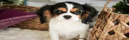 Cavalier King Charles Spaniel dogs for sale: Cherry - Ad 1