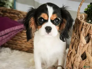 Cavalier King Charles Spaniel dogs Cherry - Ad 41