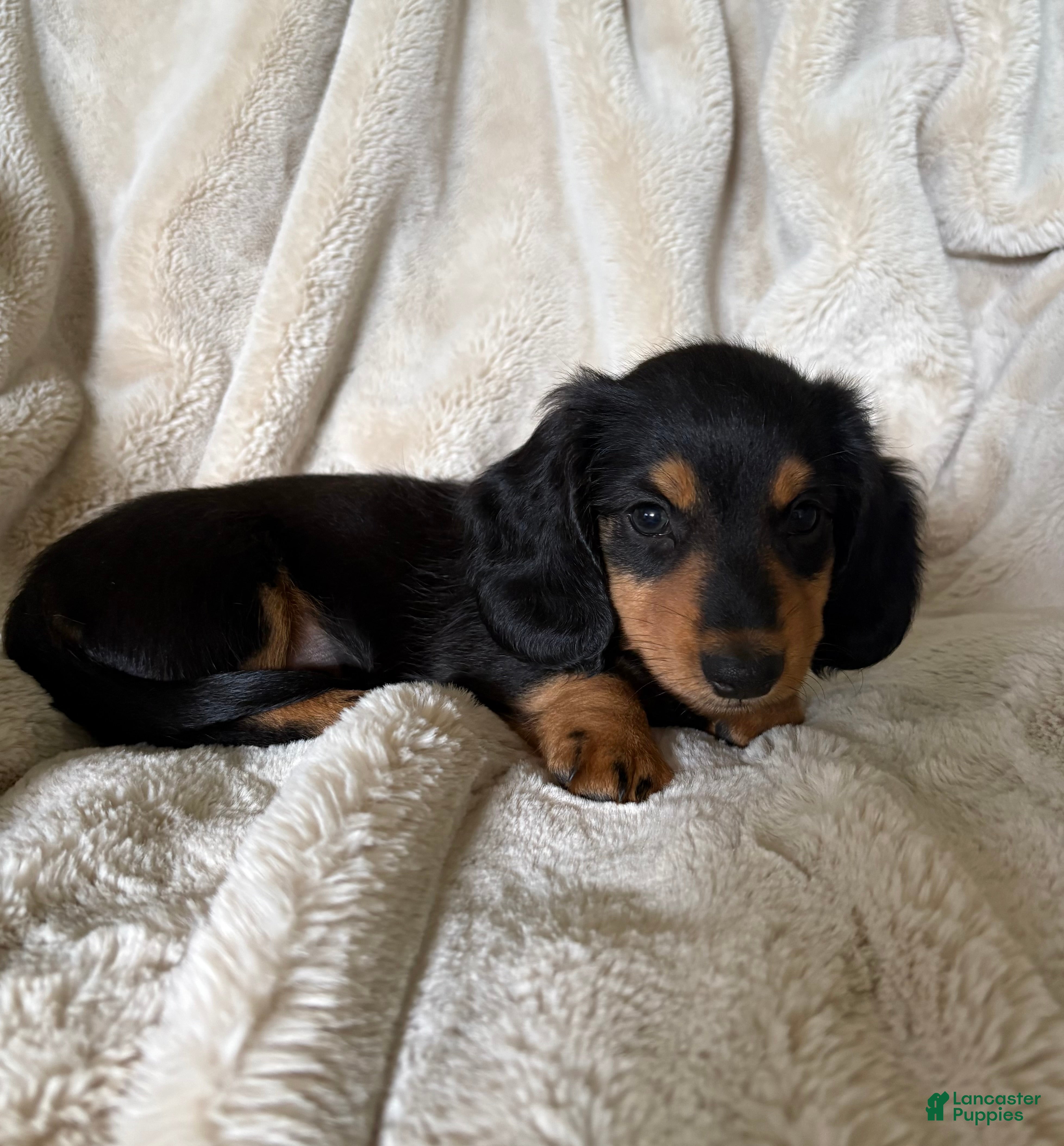 Miniature Dachshund dogs Samson - Ad 2