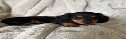 Miniature Dachshund dogs for sale: Samson - Ad 2