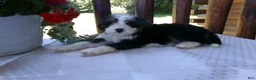 Mini Bernedoodle dogs for sale: Bertha - Ad 9