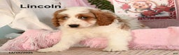 Cavapoo dogs for sale: Lincoln - Ad 3