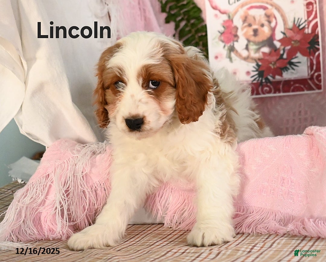 Cavapoo dogs for sale: Lincoln - Ad 3
