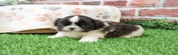 Shih Tzu dogs for sale: Aztec - Ad 6