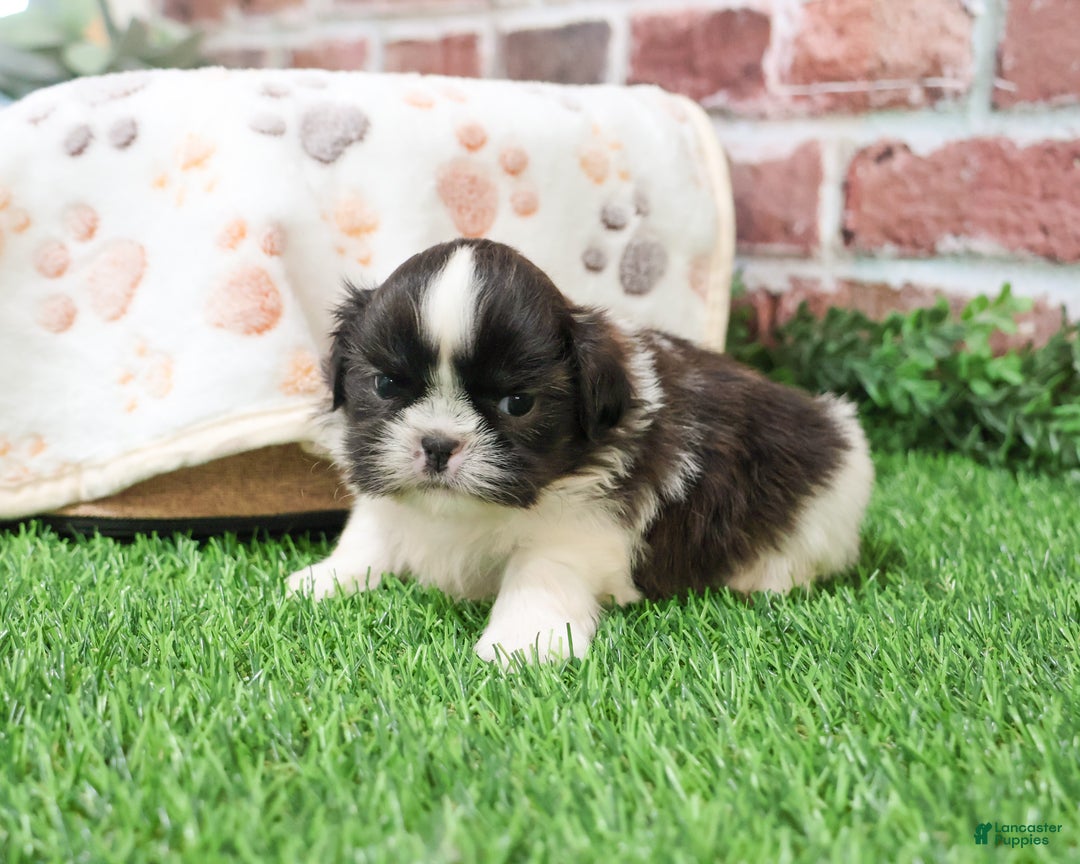 Shih Tzu dogs for sale: Aztec - Ad 6