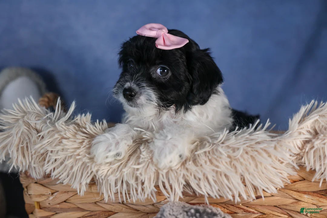 Havapoo dogs for sale: FREDA - Ad 2