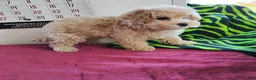 Maltipoo dogs for sale: Brittany - Ad 3