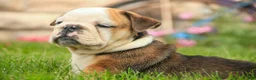 English Bulldog dogs for sale: Riley English Bulldog  - Ad 6