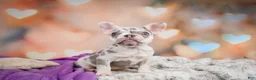 French Bulldog dogs for sale: Sammie - Ad 3
