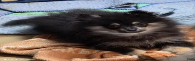 Akc Maddy 