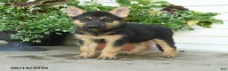 Gerberian Shepsky dogs for sale: Theodore - Ad 5