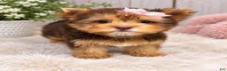Yorkshire Terrier dogs for sale: Miss Jill - Ad 3