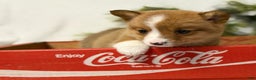 Welsh Corgi Pembroke dogs for sale: Cherry Coca Cola - Ad 1