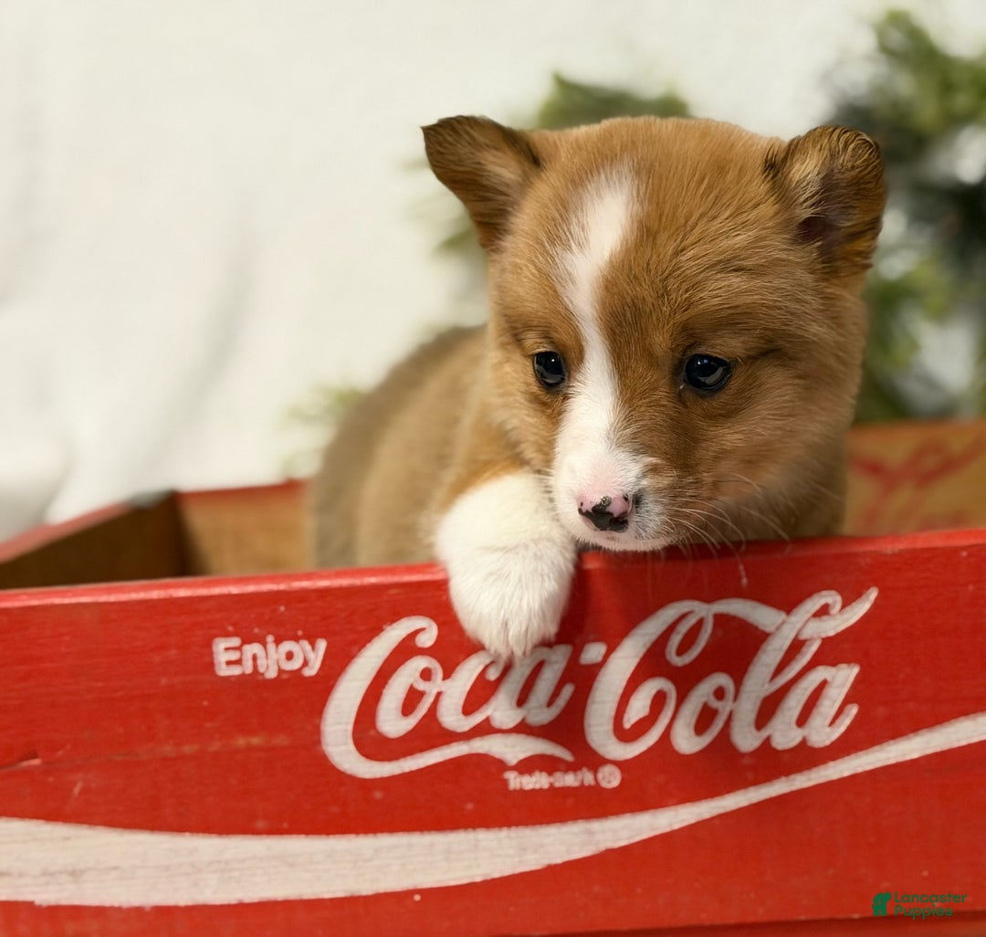 Welsh Corgi Pembroke dogs for sale: Cherry Coca Cola - Ad 1