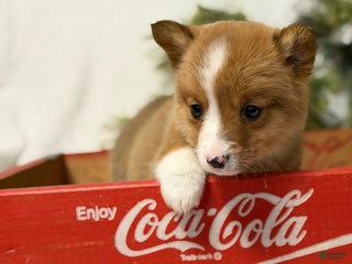 Welsh Corgi Pembroke dogs Cherry Coca Cola - Ad 28