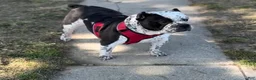 American Bully dogs for sale: American Bully 3 - Ad 11