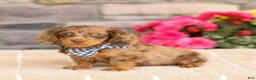 Miniature Dachshund dogs for sale: Lucas - Ad 3