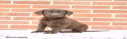 Labrador Retriever dogs for sale: Puddles - Ad 3