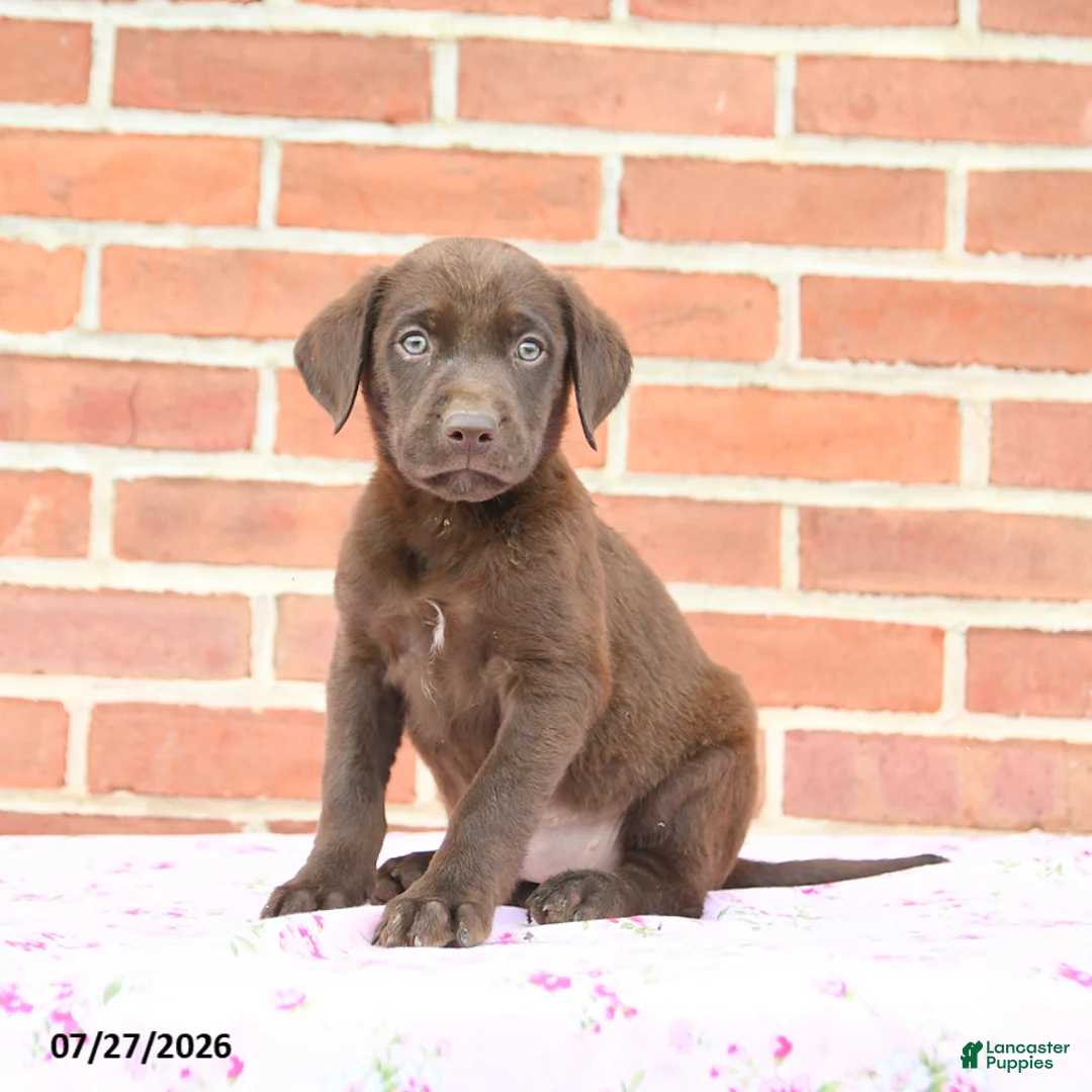Labrador Retriever dogs for sale: Puddles - Ad 3