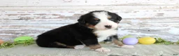 Bernese Mountain Dog dogs for sale: Major - Ad 2