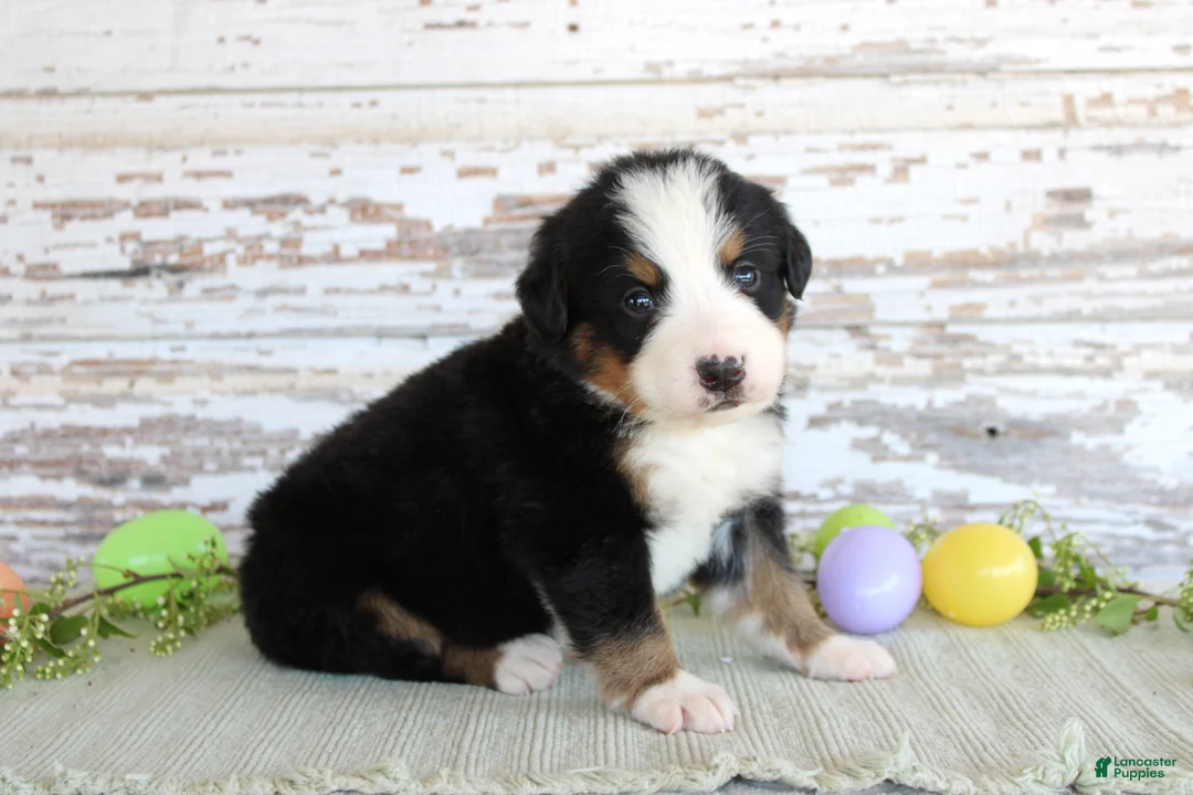 Bernese Mountain Dog dogs for sale: Major - Ad 2